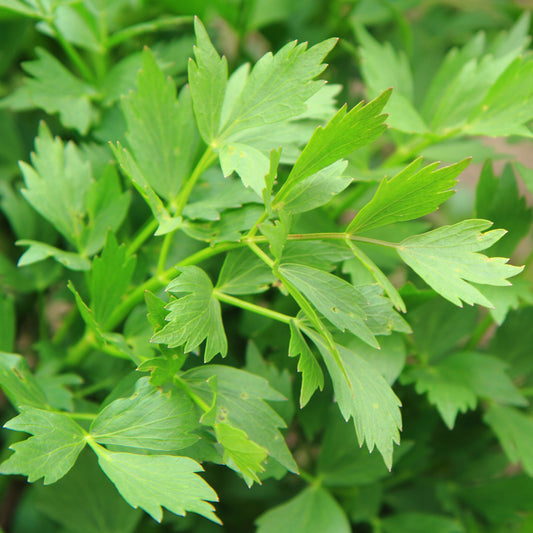 Maggikraut Bio - Bakker