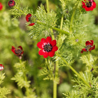 Adonis aestivalis - Sommer-Adonisröschen ‘Deep Red’ - Samen für Blumenbeete und -ränder