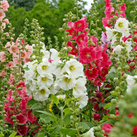 Stockrose Antwerp Stars Mischung - Alcea ficifolia - Bakker