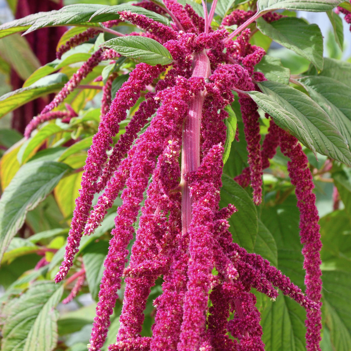 Roter Fuchsschwanz - Amaranthus caudatus - Bakker