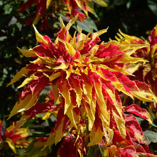 Essbarer dreifarbiger Amarant - Fuchsschwanz Garden Select - Bakker