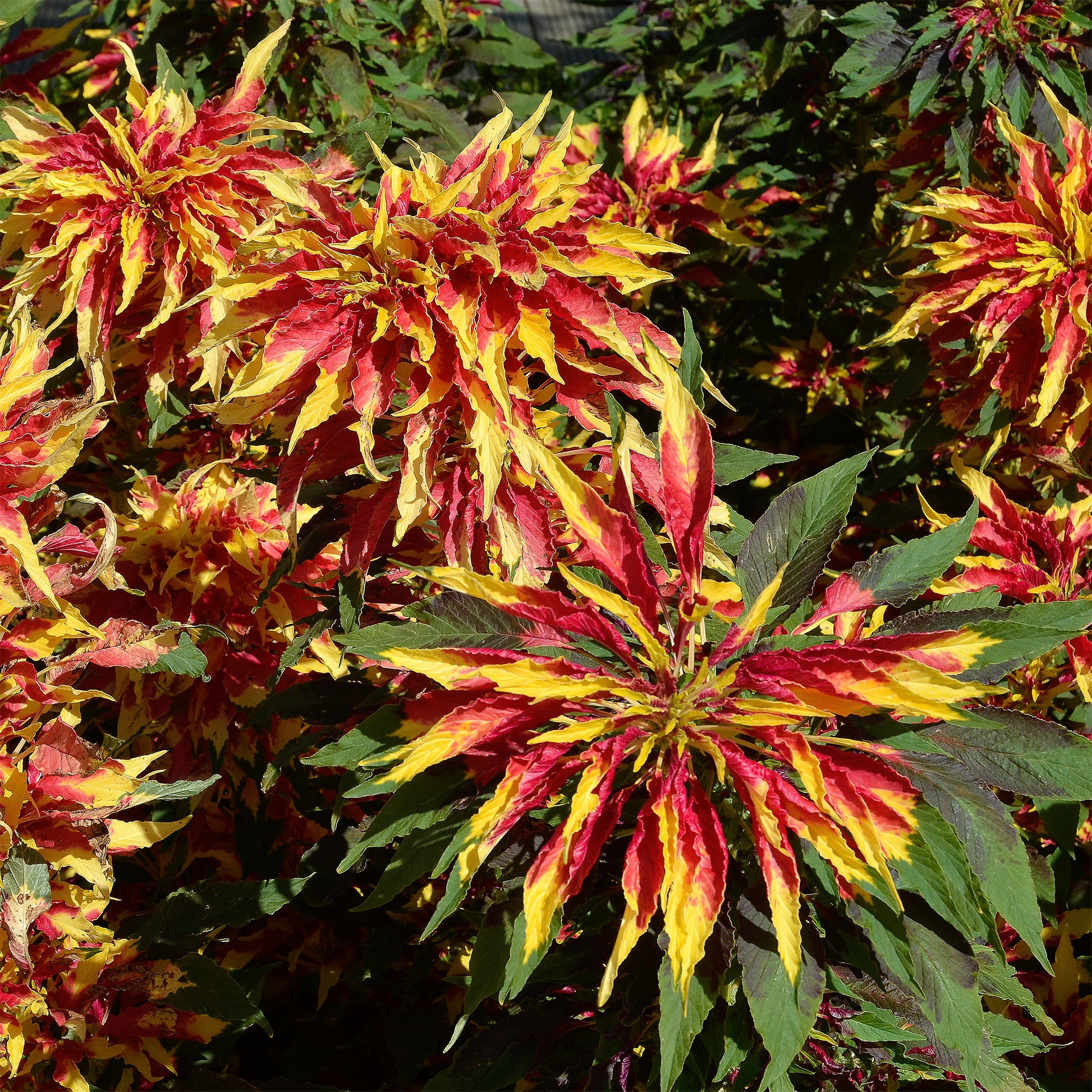 Essbarer dreifarbiger Amarant - Fuchsschwanz Garden Select - Amaranthus gangeticus Splendens Perfecta - Bakker