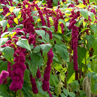 Amaranthus gibbeus - Fuchsschwanz Dreadlocks - Amaranthus caudatus gibbosus - Bakker
