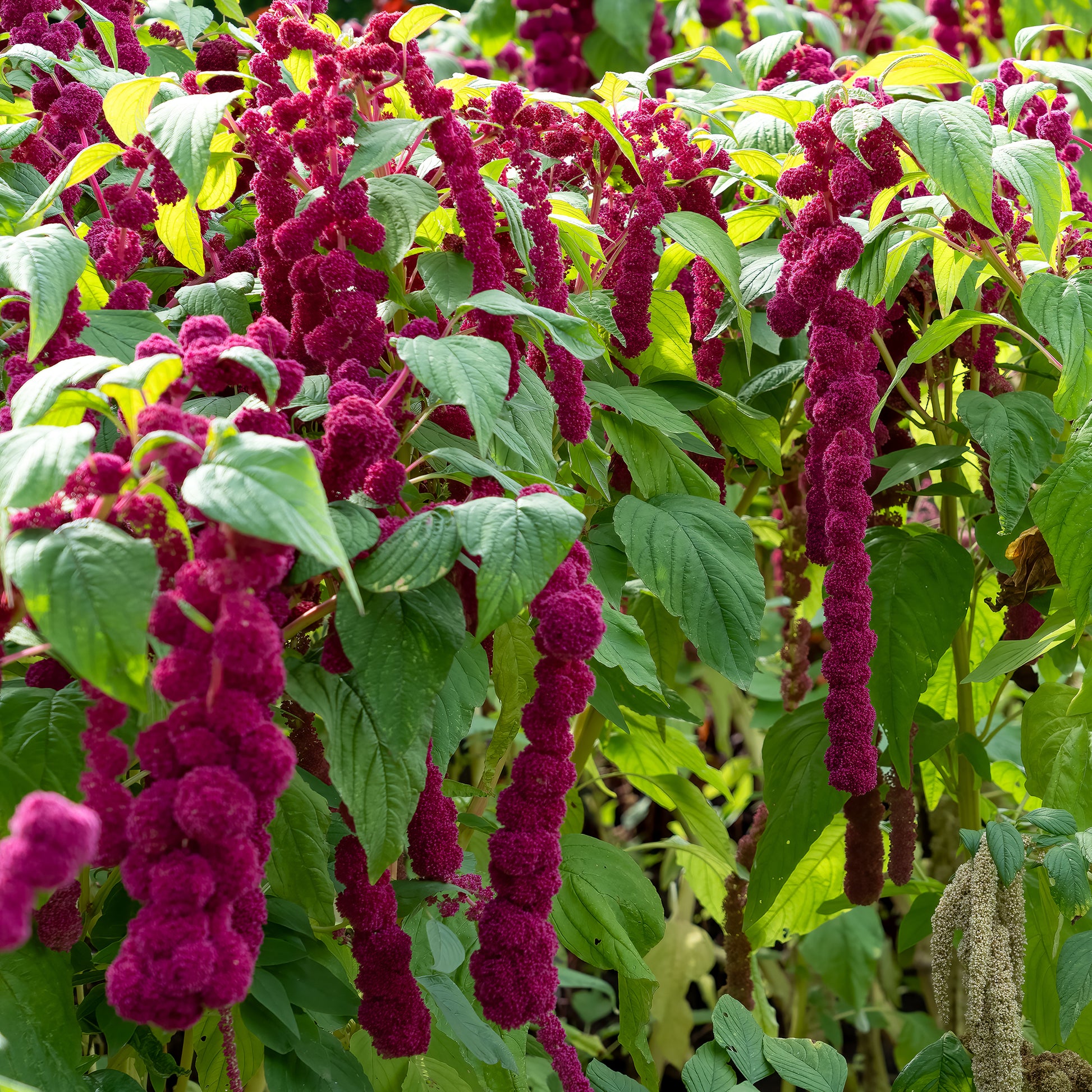 Amaranthus gibbeus - Fuchsschwanz Dreadlocks - Amaranthus caudatus gibbosus - Bakker