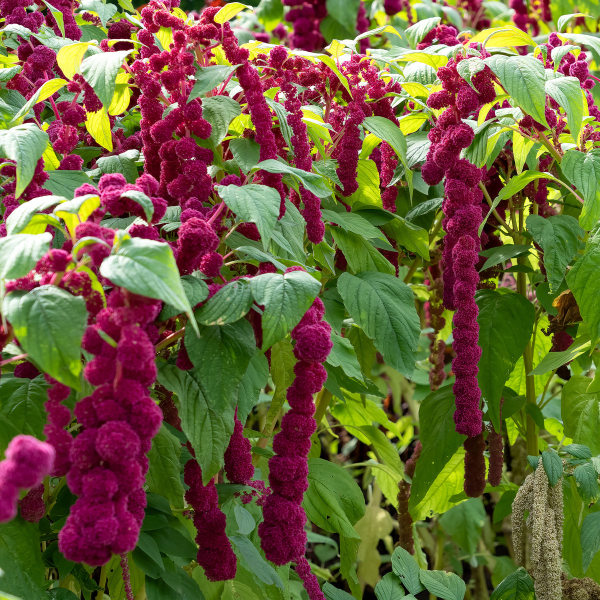 Amaranthus gibbeus - Fuchsschwanz Dreadlocks - Bakker