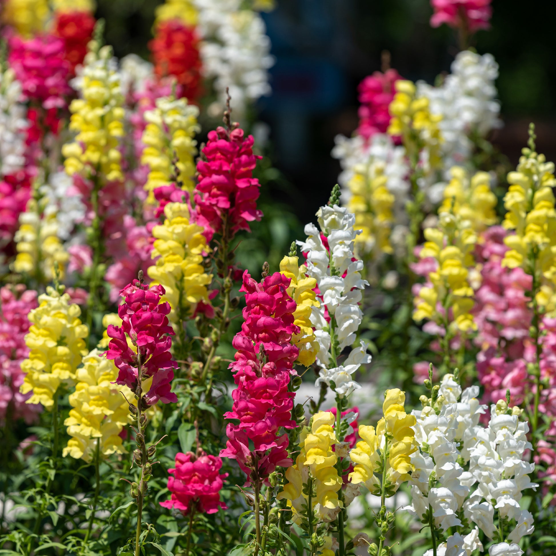 Gartenmuflis Halbzwerg Rainbow mix in der Mischung - Bakker