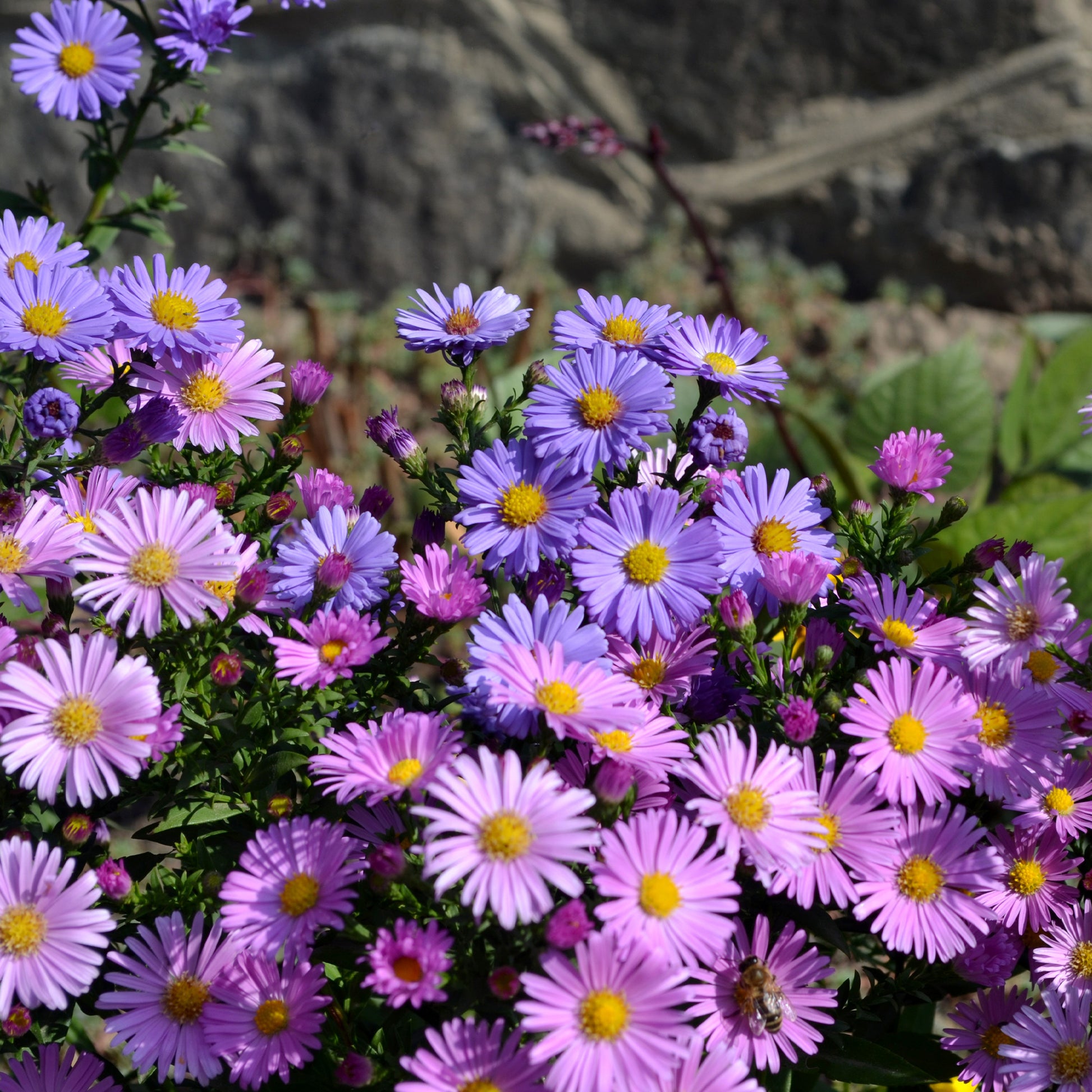 Alpenaster Mischung - Aster alpinus - Bakker