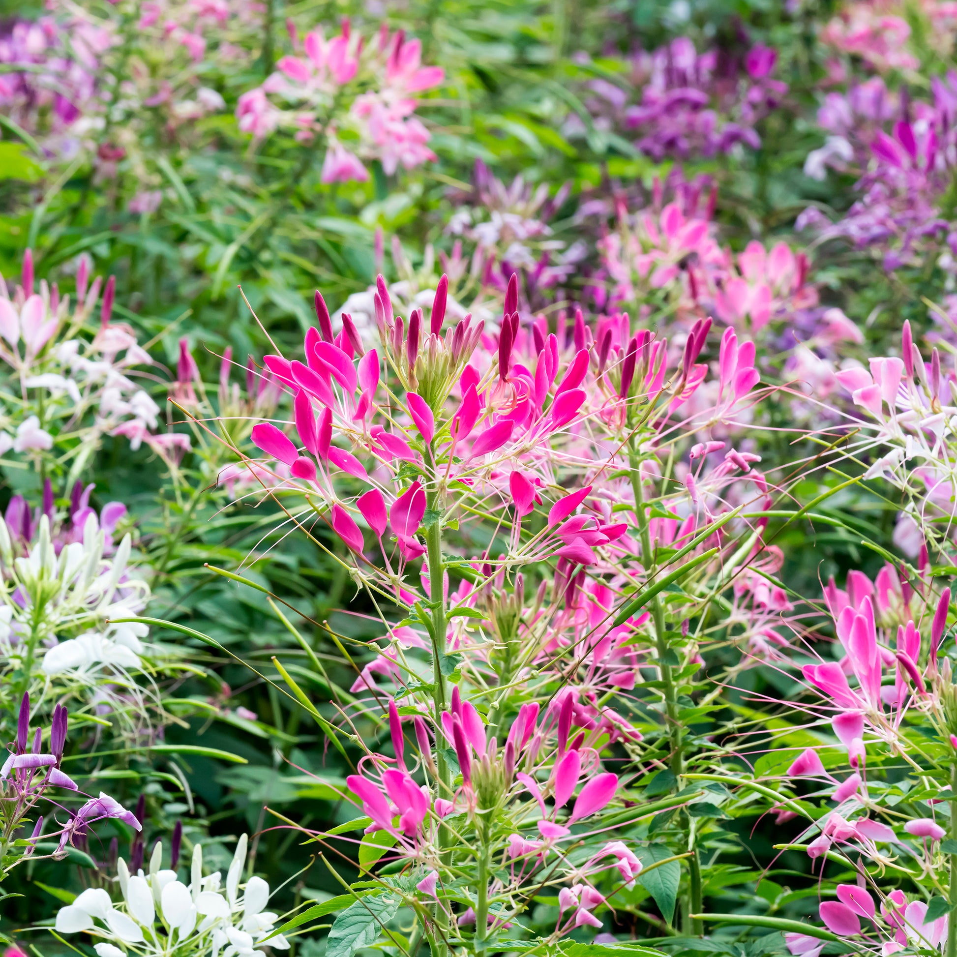 Spinnenblume 'Colour Fountain' Mischung - Bakker