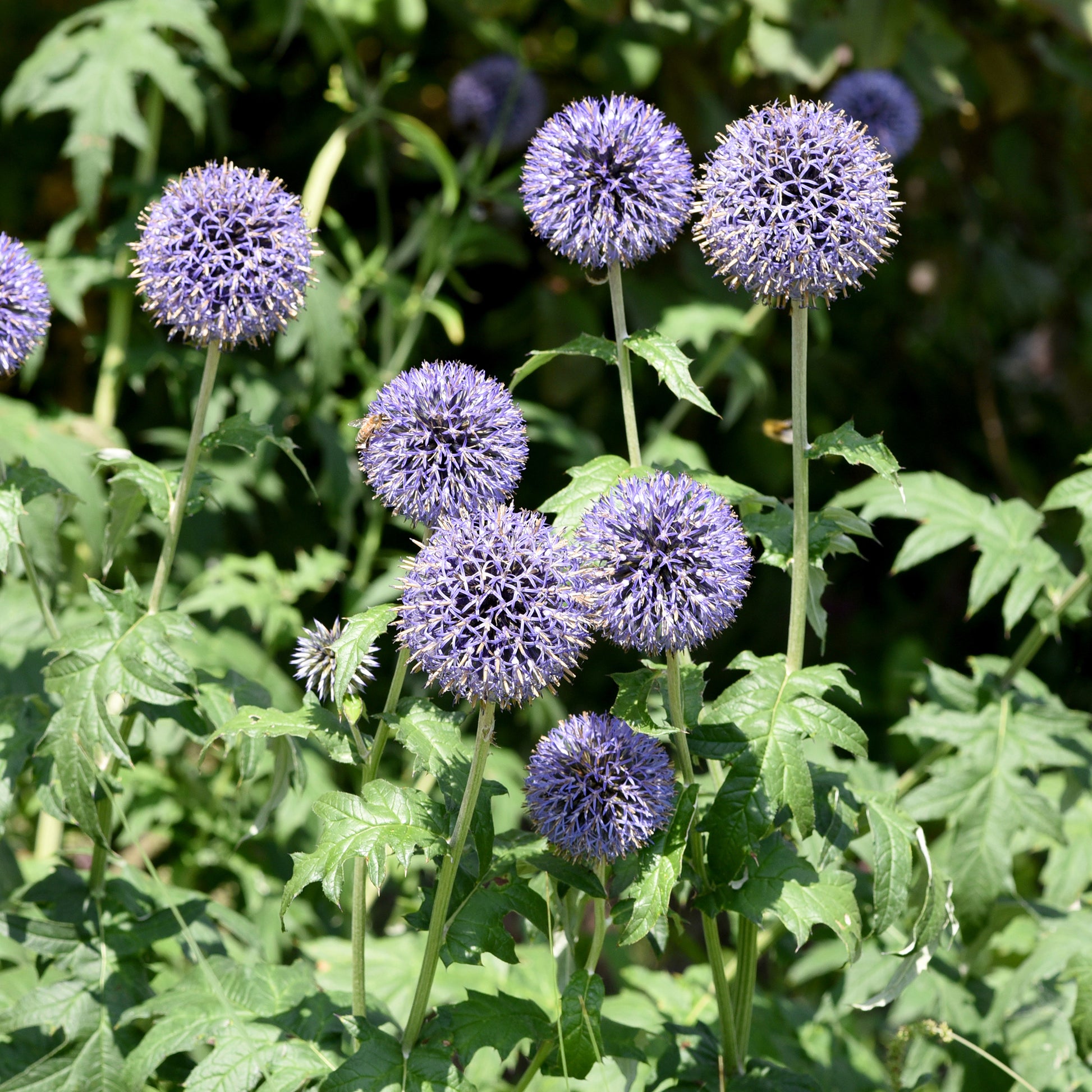 kugeldistel düngen Saatgut Ruthenische Kugeldistel - Echinops ritro