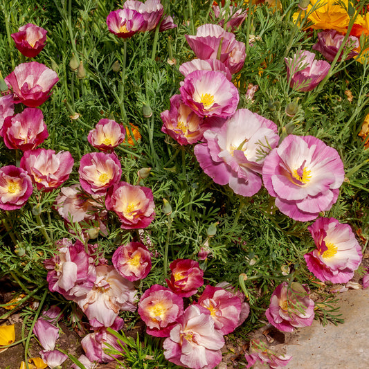 Kalifornischer Mohn gefüllt Mischung - Bakker