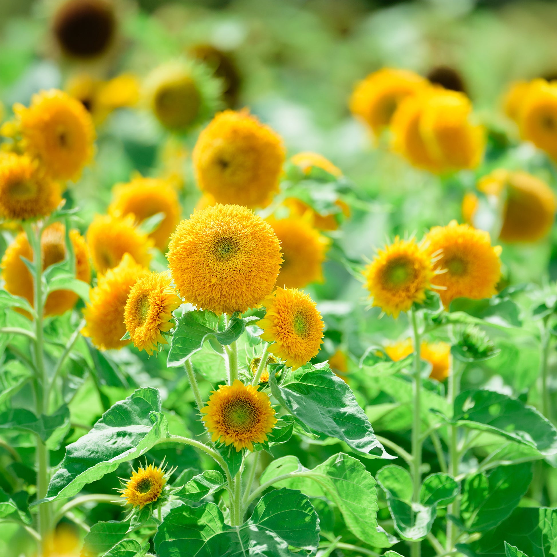 künstliche sonnenblumen tedi Saatgut Sonnenblume Teddy Bear - Helianthus annuus teddy bear