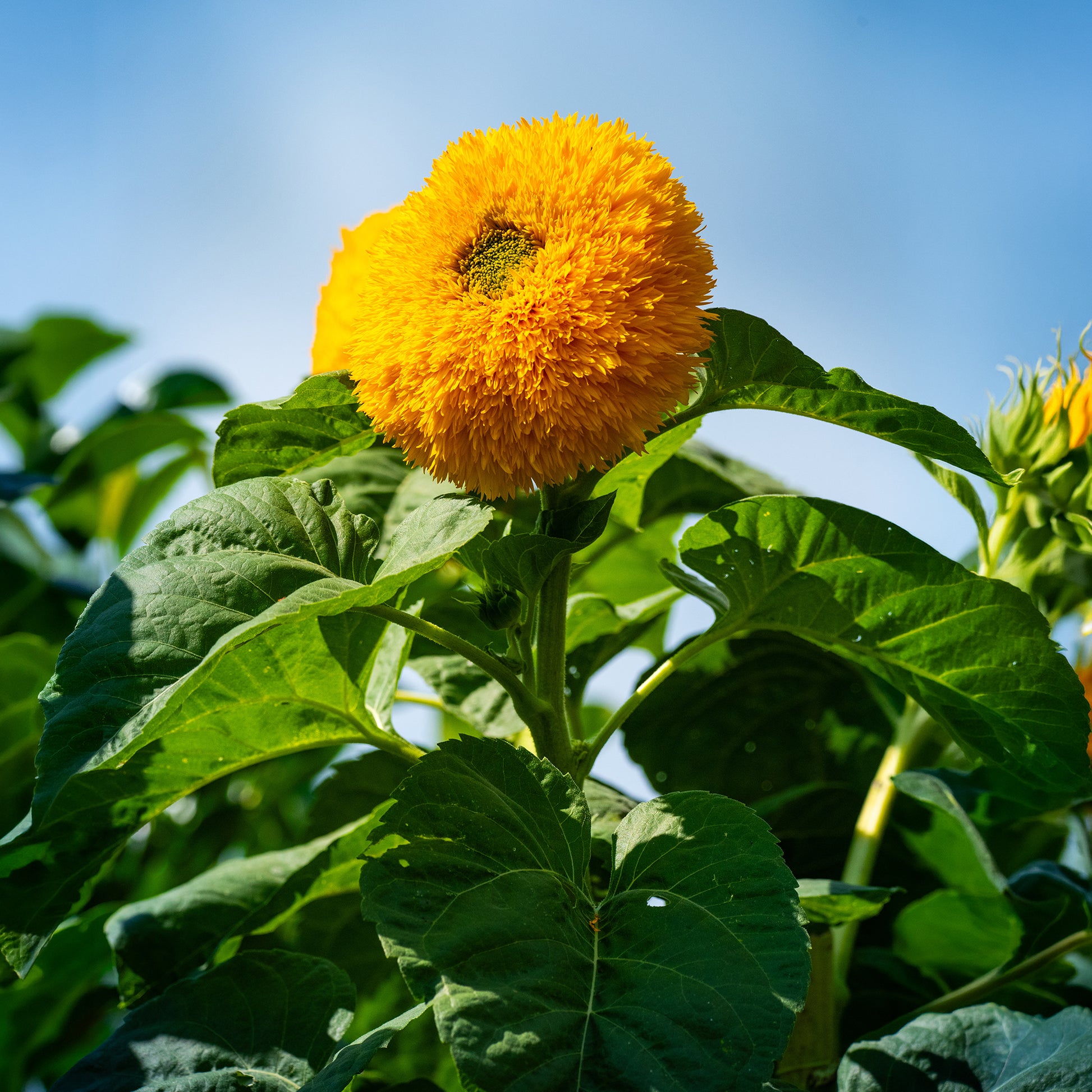 Saatgut Sonnenblume Teddy Bear - Helianthus annuus teddy bear