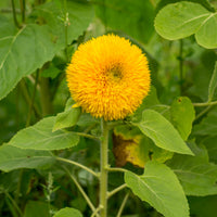 Sonnenblume Teddy Bear - Helianthus annuus teddy bear - Bakker
