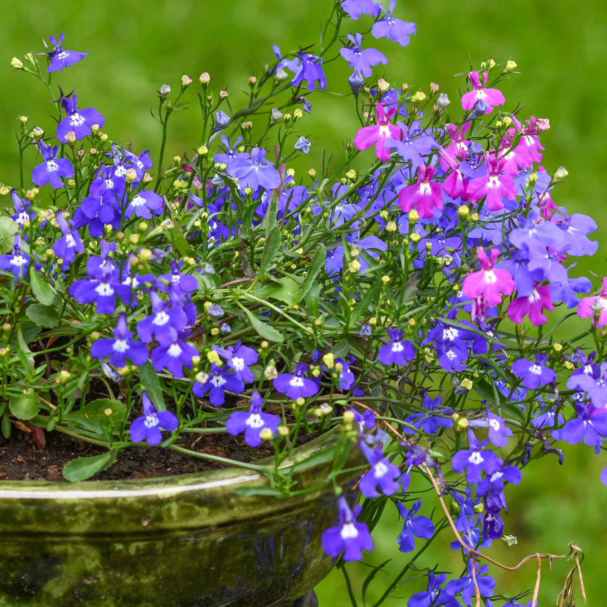 Saatgut Hänge-Lobelien Mischung - Lobelia erinus pendula