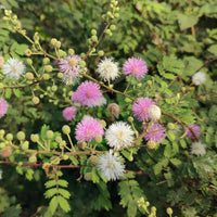 Mimose - Mimosa pudica - Bakker