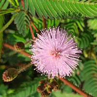 Mimosa pudica - Mimose - Terrasse und Balkon