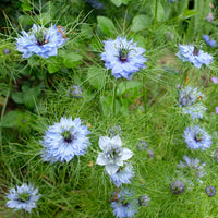 Nigella damascena - Jungfer im Grünen ‘Miss Jekyll Blue’ - Samen für Blumenbeete und -ränder