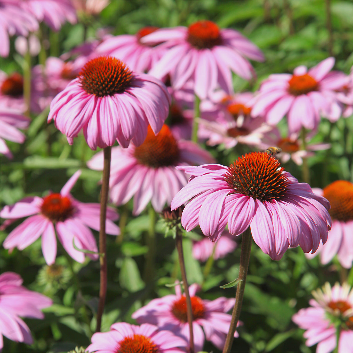 Purpur-Sonnenhut - Echinacea purpurea - Bakker