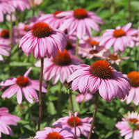 Calamagrostis acutiflora,Molinia caerulea,Verbena bonariensis,Echinacea purpurea, Salvia nemorosa                     - 5 Stauden für ein blühendes Beet - Blühende Stauden