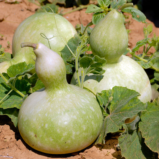 Cucurbita Feldflasche Jahresflasche oder Pilgerflasche - Bakker