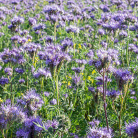 Phacelia tanacetifolia - Büschelschön - Bio-Honigpflanze - Samen für einjährige Blumen