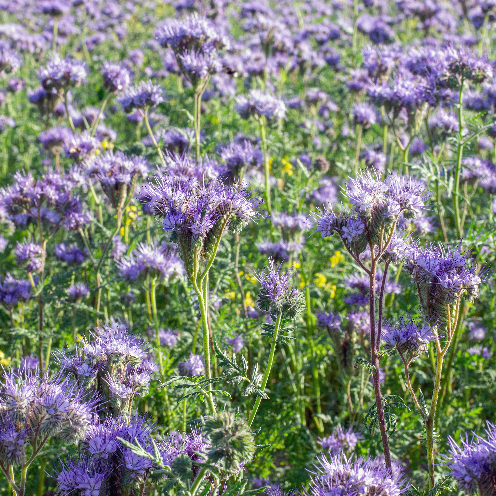 Phacelia tanacetifolia - Büschelschön - Bio-Honigpflanze - Samen für einjährige Blumen