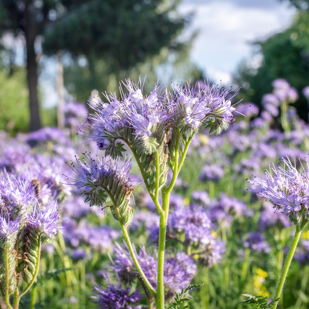 Phacelia Bio - Bakker