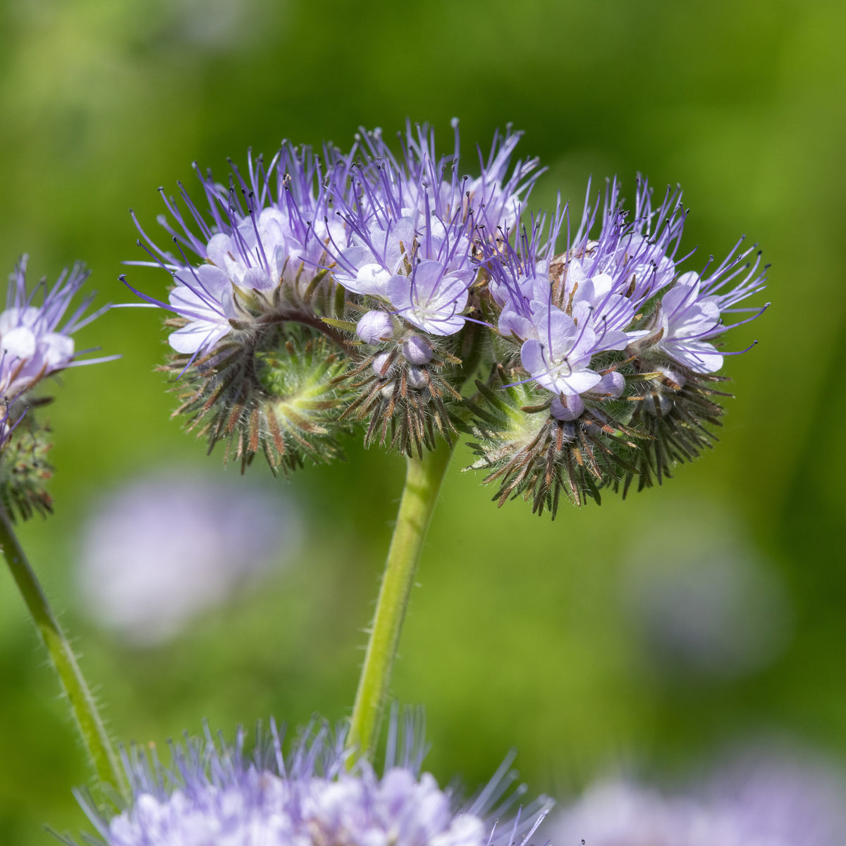 Samen für einjährige Blumen - Phacelia Bio - Phacelia tanacetifolia