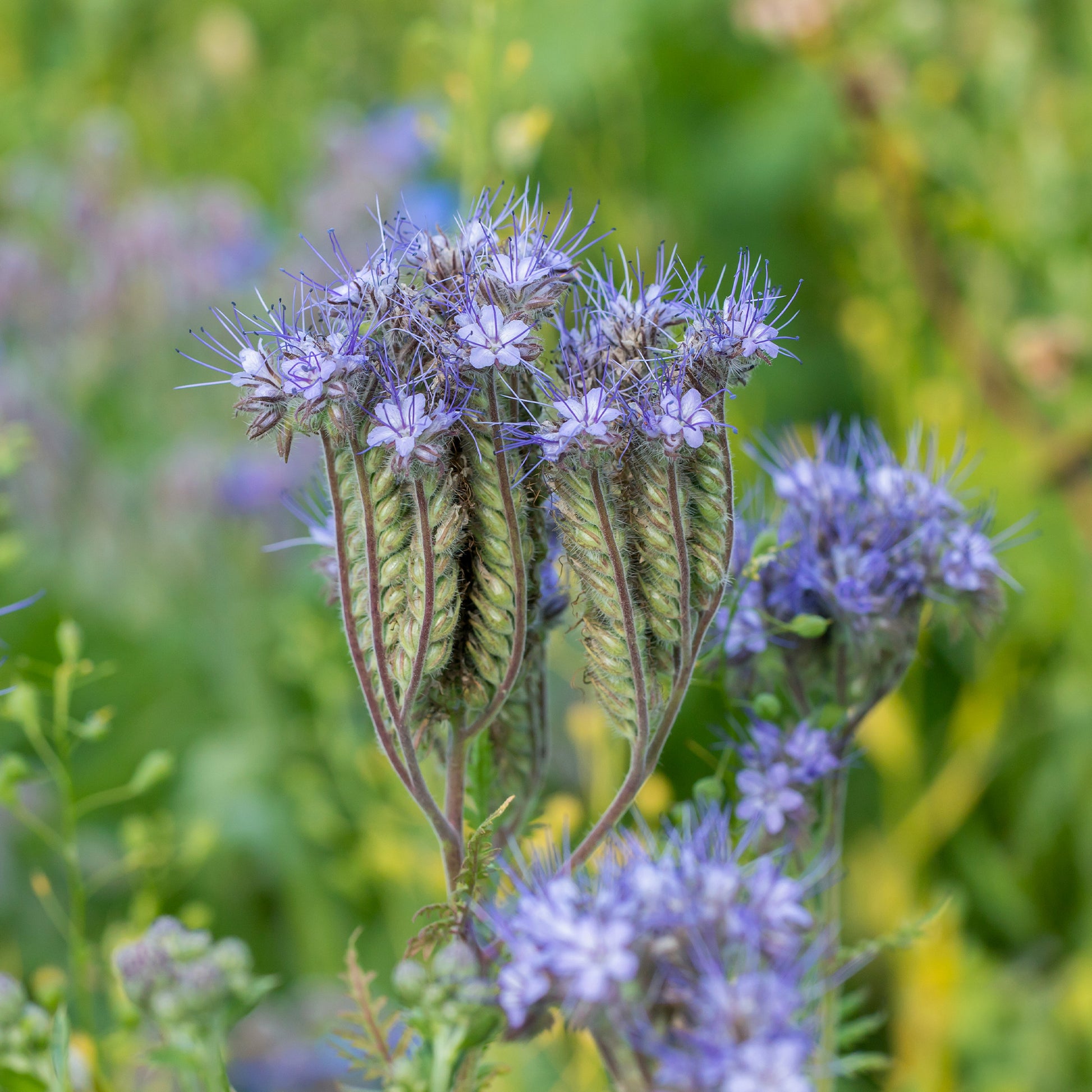 Büschelschön - Bio-Honigpflanze - Phacelia tanacetifolia - Bakker