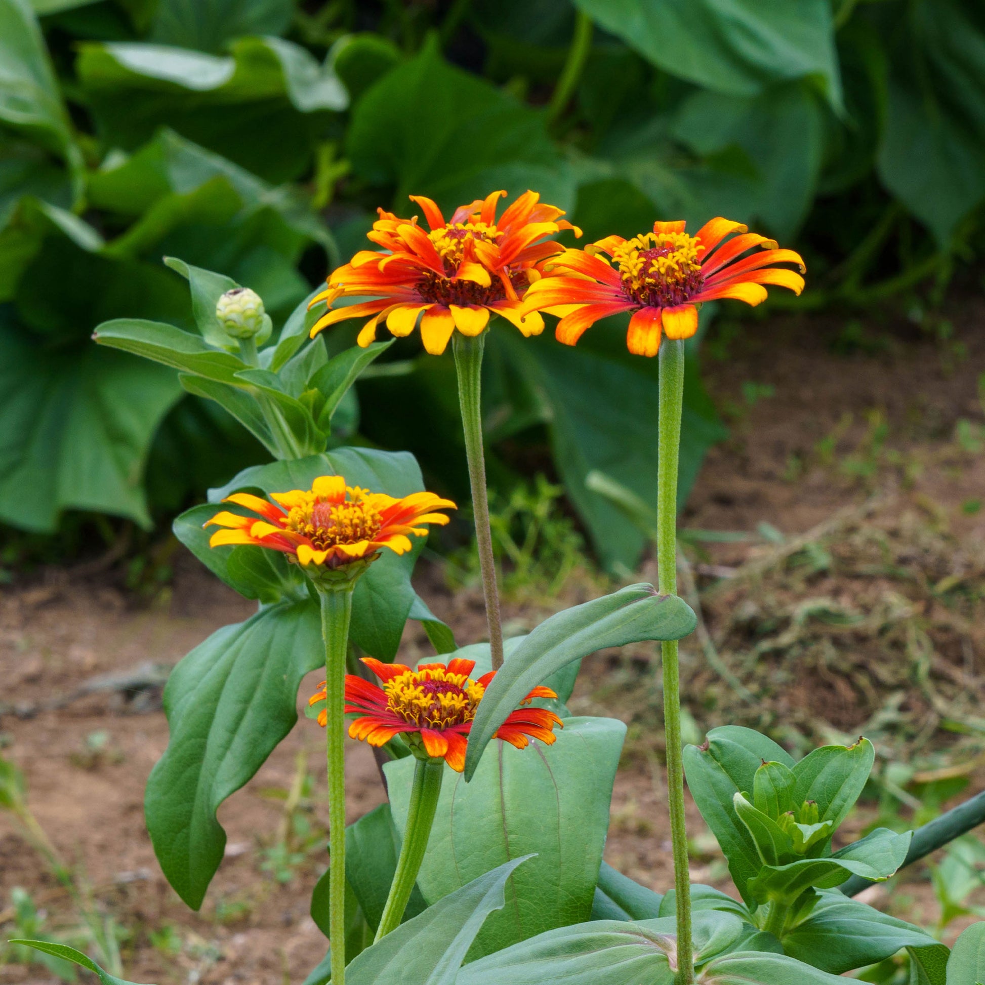 Saatgut Zinnie 'Caroussel' gefüllt Mischung - Zinnia elegans