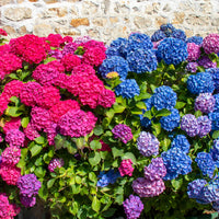 Sammlung von roten und blauen Hortensien. (x4) - Hydrangea macrophylla - Bakker