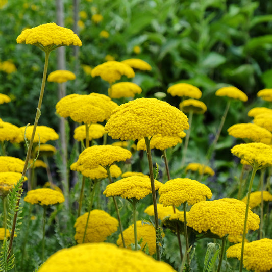 Achillea Filipendules Cloth of Gold (x3)