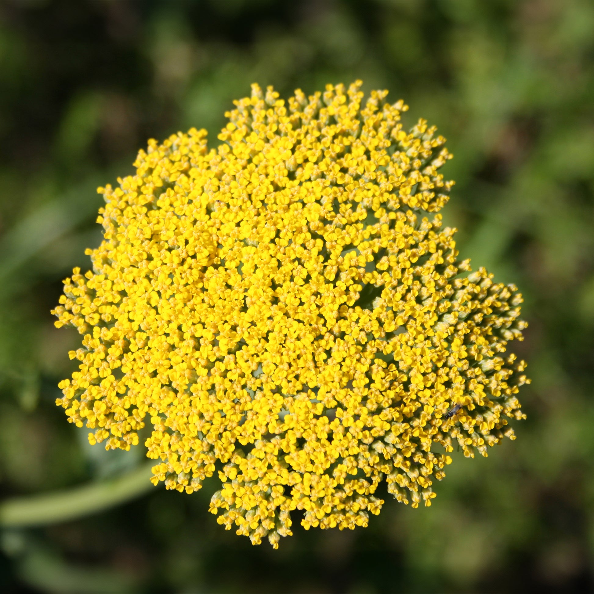 Schafgarbe - Achillea - Schafgarbe Cloth Of Gold - Achillea filipendulina Cloth of Gold