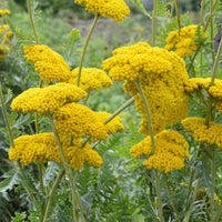 Hohe Gold-Garbe 'Cloth of Gold' - Achillea filipendulina Cloth of Gold - Bakker