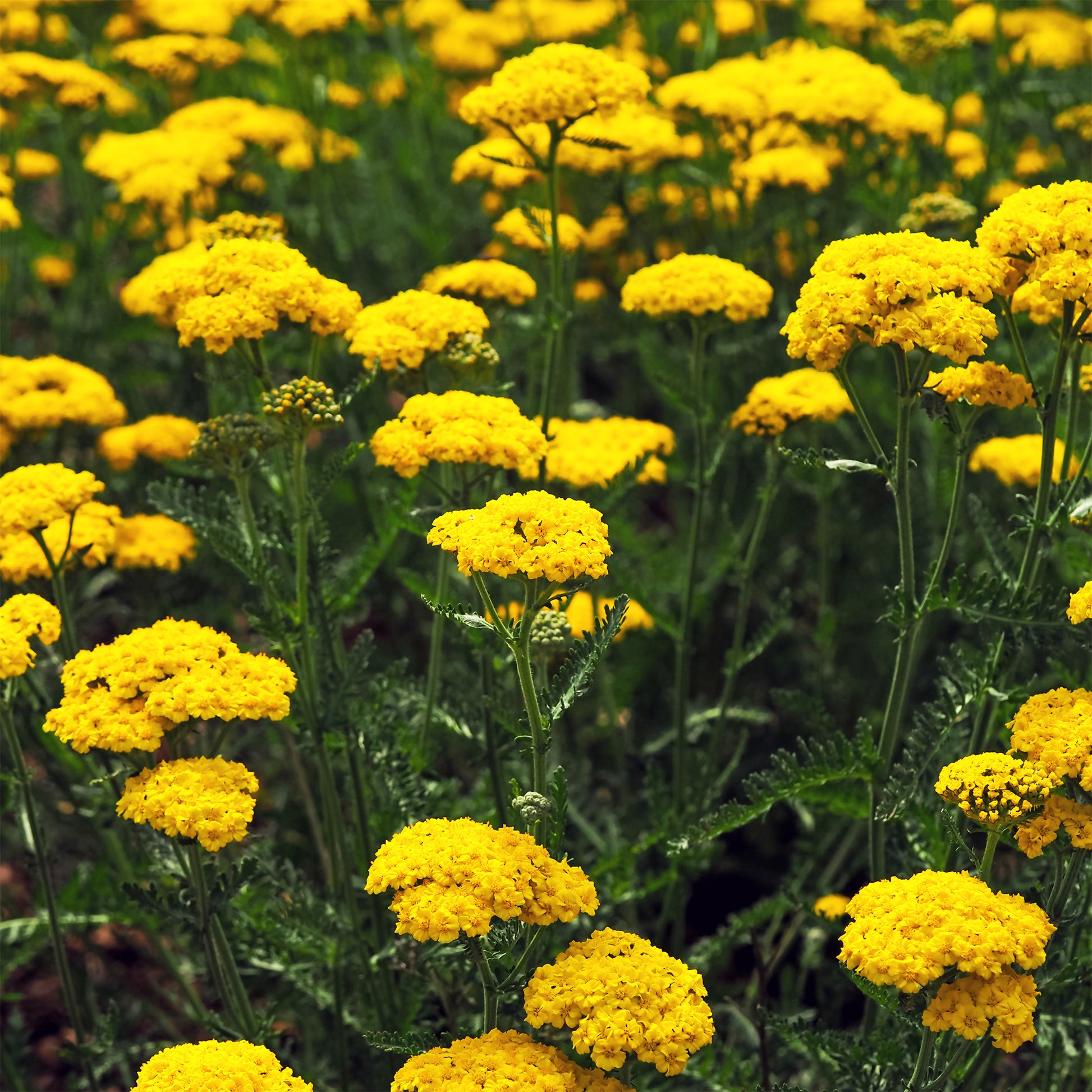 Verkauf Schafgarbe Cloth Of Gold - Achillea filipendulina Cloth of Gold