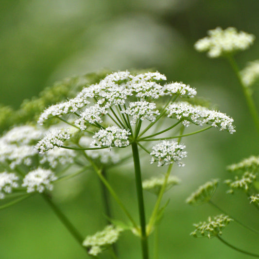 Gewöhnlicher Giersch - Bakker