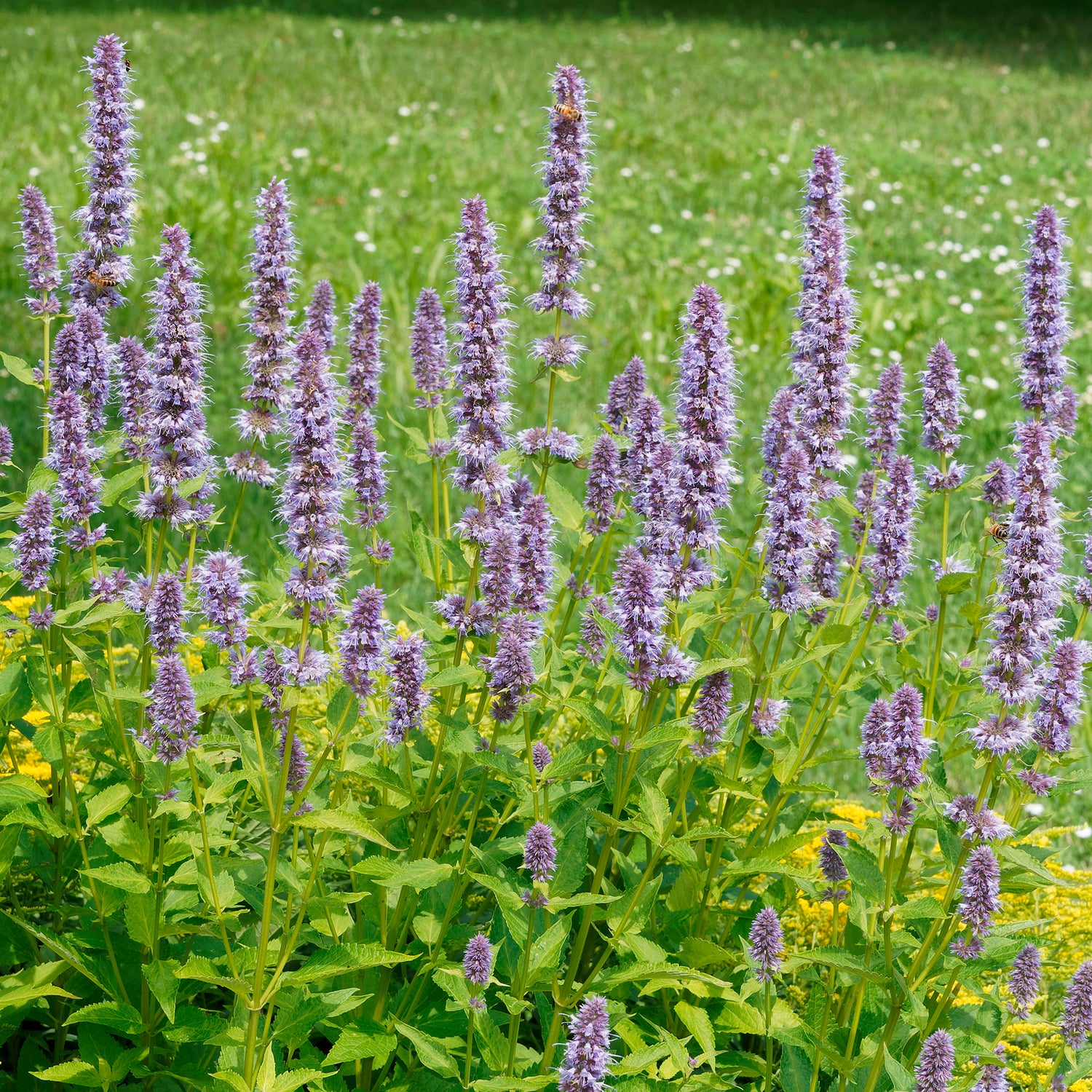 Agastache