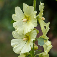 Raue Kletterrose Gelbe Kletterrose - Alcea rugosa - Bakker