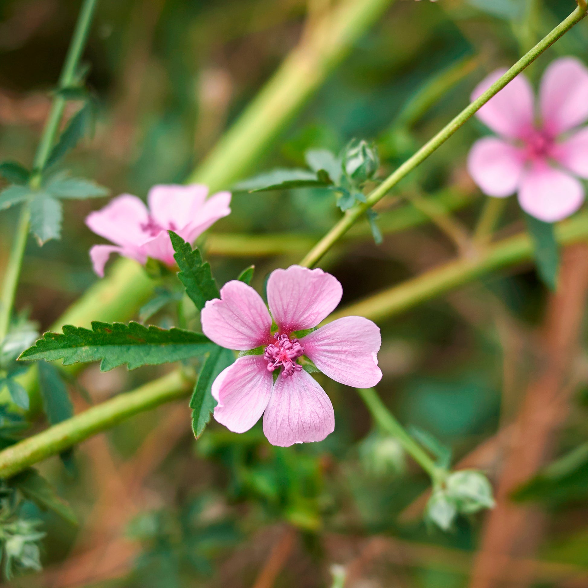 Falscher Hanf-Eibisch Hanfblatt-Eibisch - Althaea cannabina