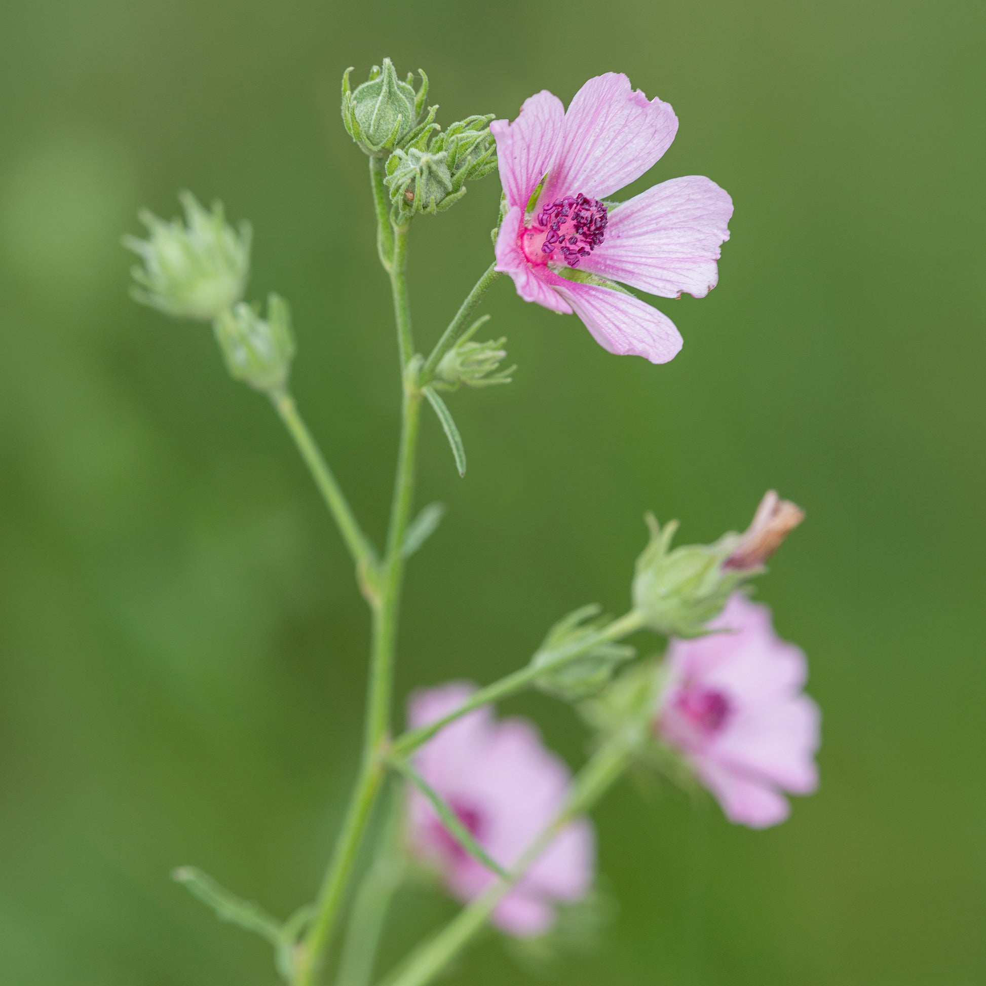 falscher hanf zimmerpflanze Falscher Hanf-Eibisch Hanfblatt-Eibisch - Althaea cannabina