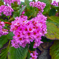 Bergenia purpurea Safranpflanze mit purpurnen Blättern - Bergenia purpurascens - Bakker