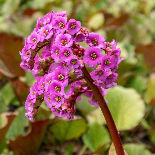 Bergenia purpurea Safranpflanze mit purpurnen Blättern