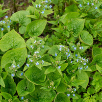 Brunnera sibirica - Kaukasus-Vergissmeinnicht - Sibirische Buglosse - Stauden