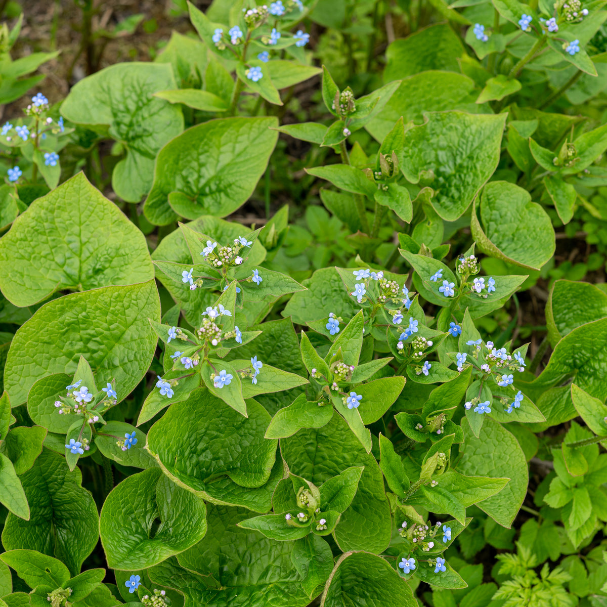 Brunnera sibirica - Sibirisches Vergissmeinnicht - Stauden