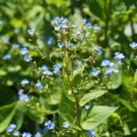 Kaukasus-Vergissmeinnicht - Sibirische Buglosse - Brunnera sibirica - Bakker