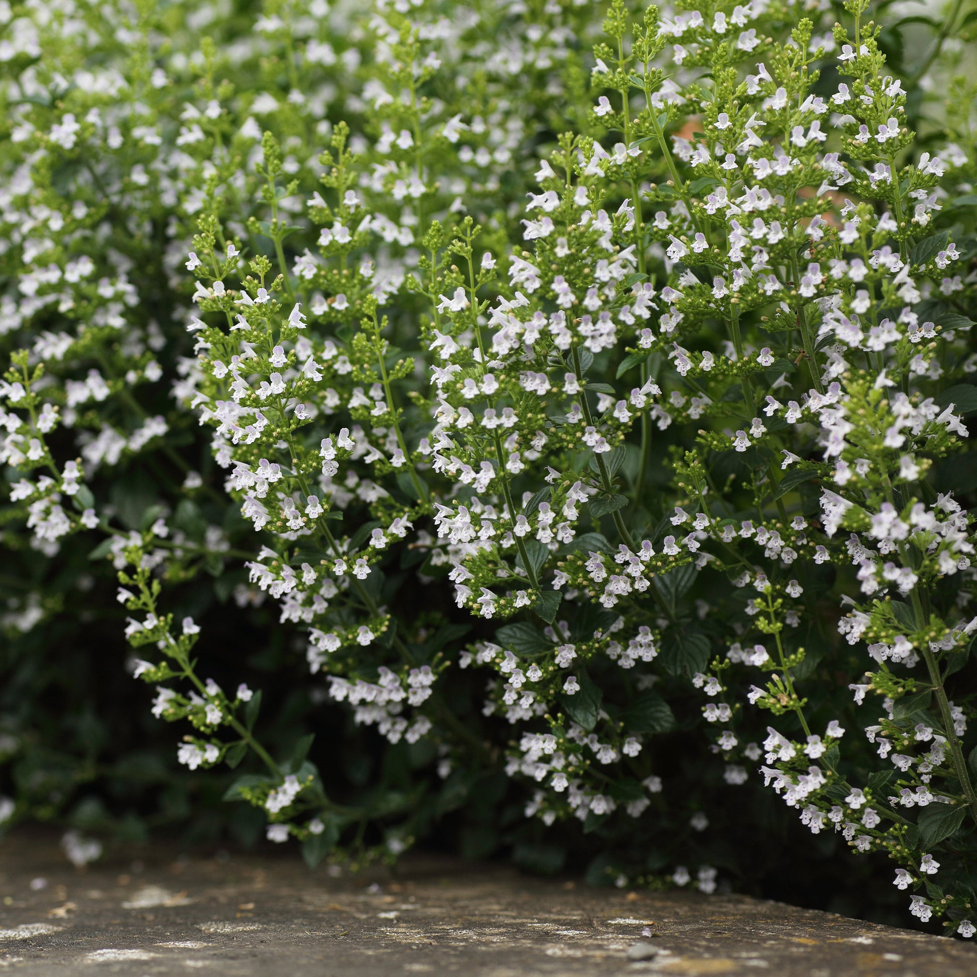 Bergminze - Calamintha nepeta subsp. nepeta - Bakker
