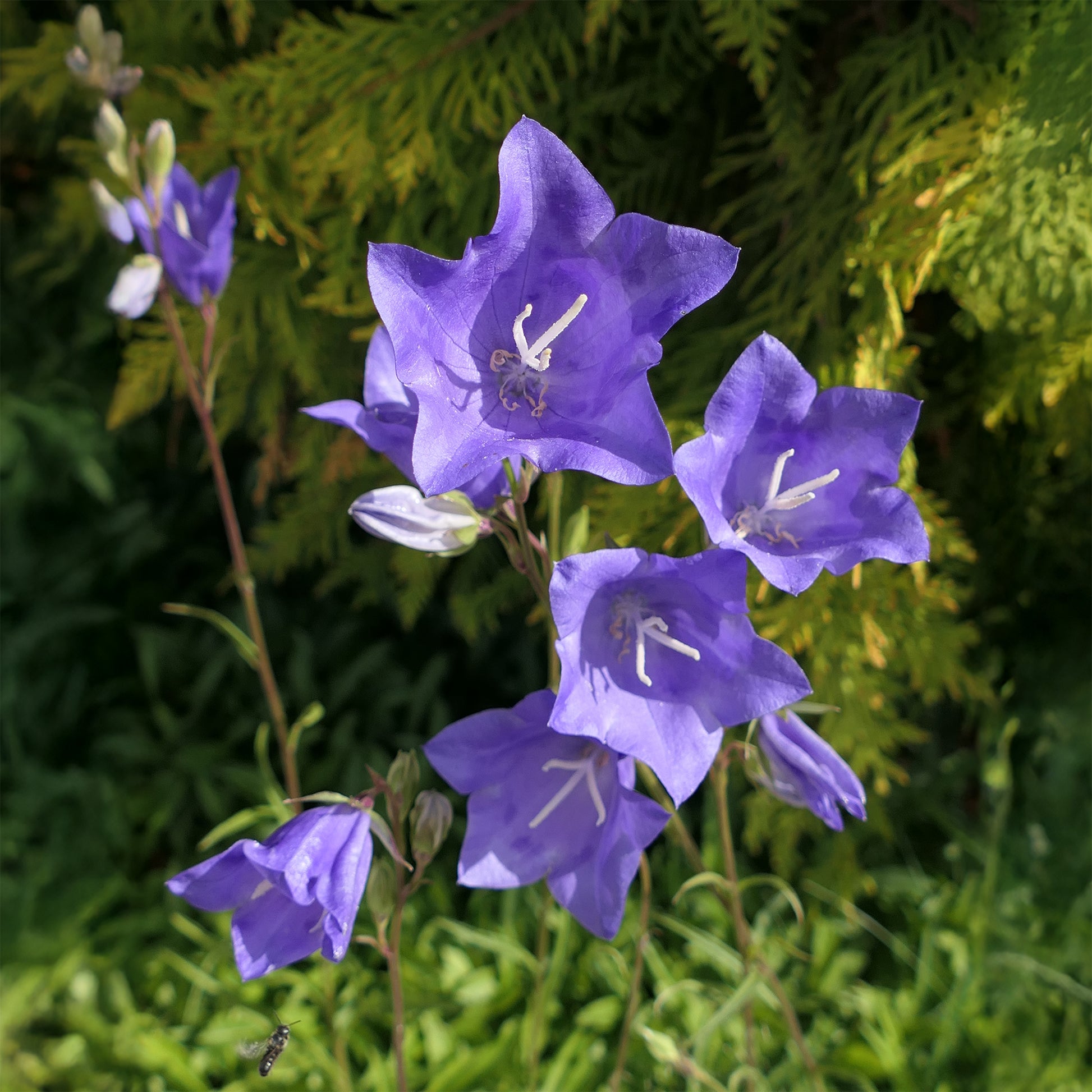 Glockenblumen - Pfirsichblättrige Glockenblume (x3) - Campanula persicifolia