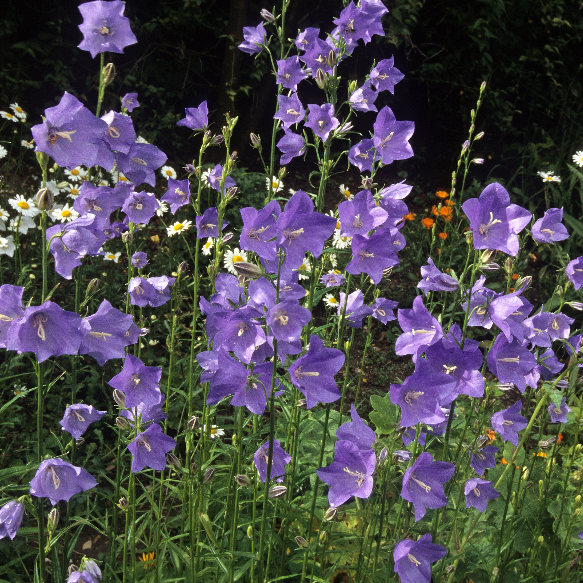 Campanula persicifolia - Pfirsichblättrige Glockenblume (x3) - Glockenblumen