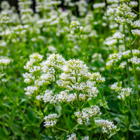 Weiße Spornblume Albus - Bakker