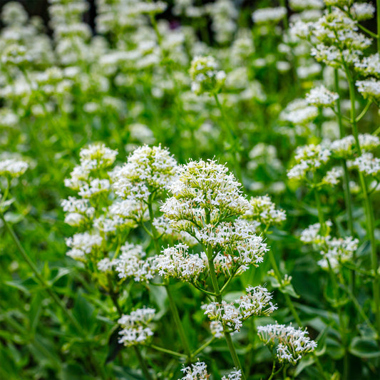 Weiße Spornblume Albus - Bakker